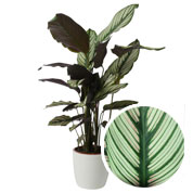 Calathea 'White Star' + Cachep Branca